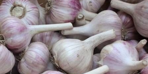 Kada ubrati beli luk u predgrađu